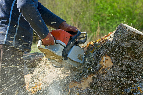 Best Commercial Tree Services  in Badieville, LA